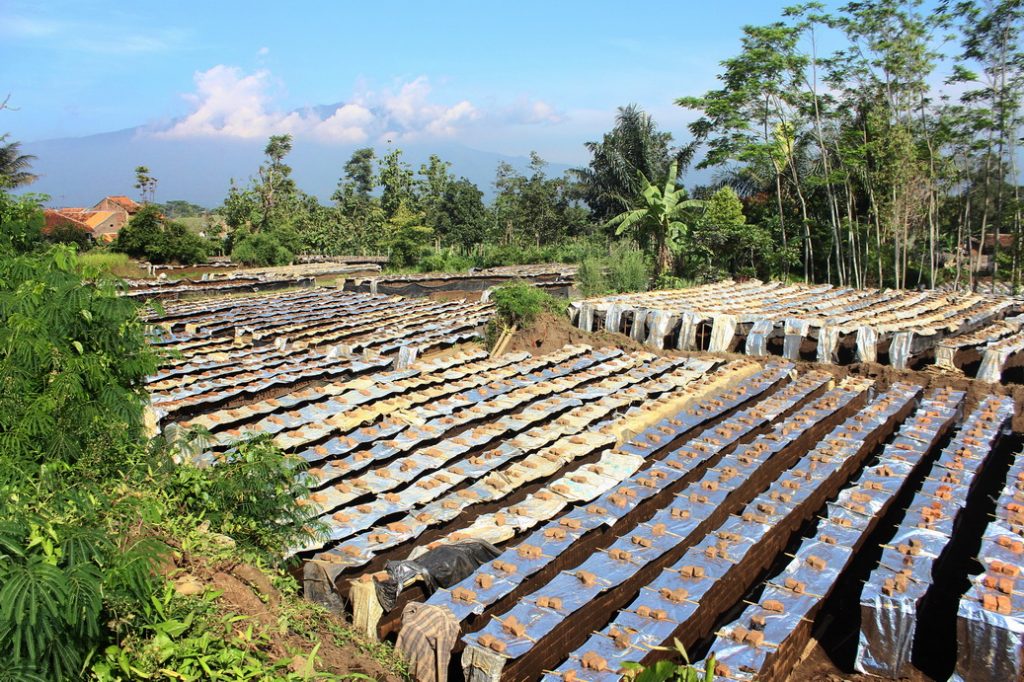 Pabrik & Produsen Bata Merah AJ Super Garut 40